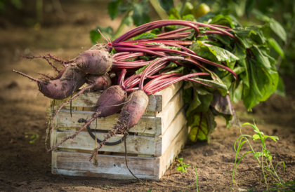 Getting a Garden Ready for Spring: 5 Tips! ready for spring